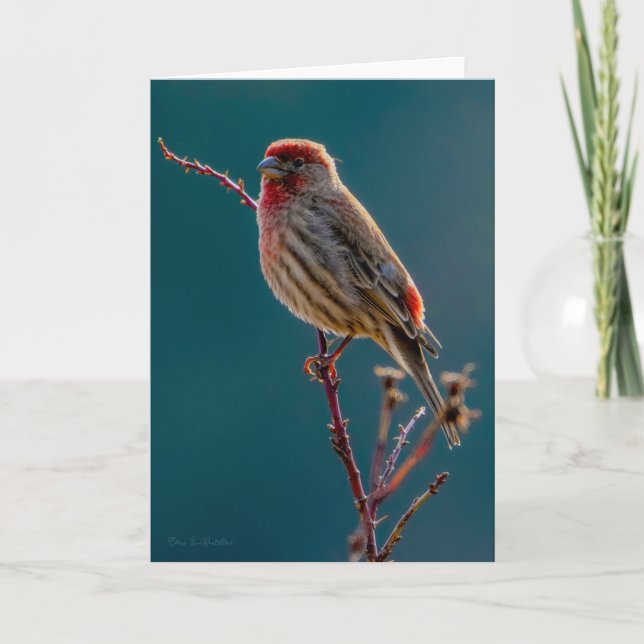 Tarjeta de agradecimiento de House Finch (Anverso)