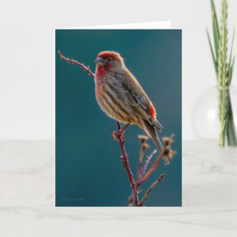 Tarjeta de agradecimiento de House Finch