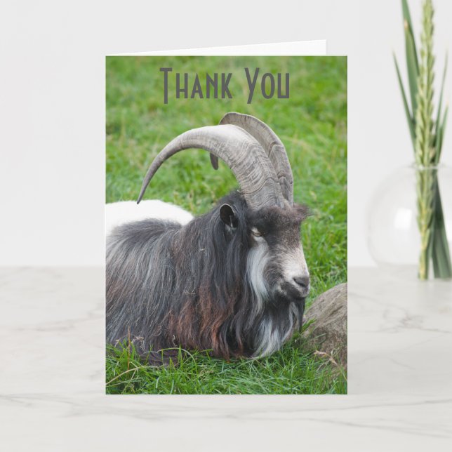 Tarjeta de agradecimiento de Islandia Goat (Anverso)
