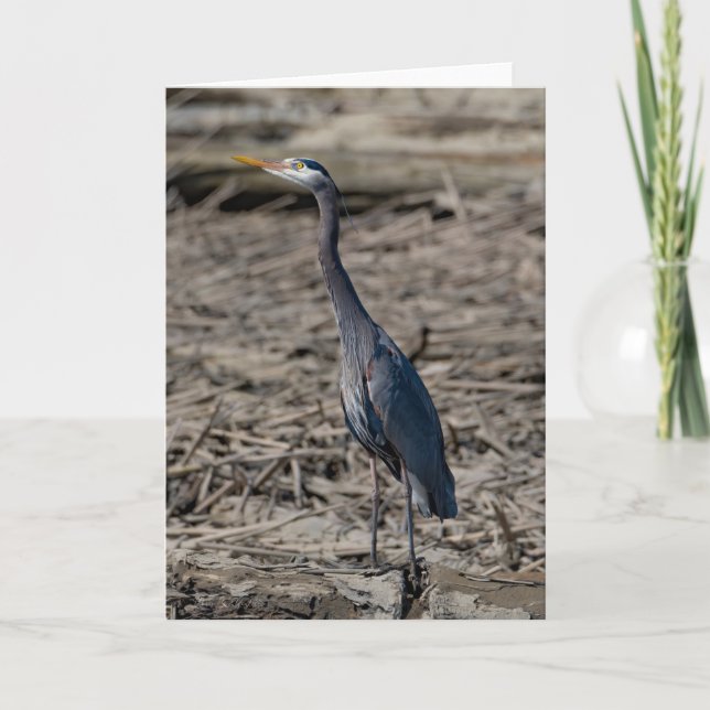 Tarjeta de agradecimiento de la Gran Heron Azul (Anverso)