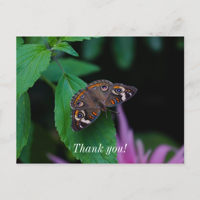 Tarjeta de agradecimiento de mariposa manchada (Anverso)
