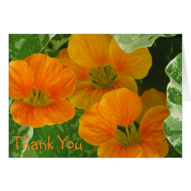 Tarjeta de agradecimiento de Nasturtium (Anverso (Horizontal))