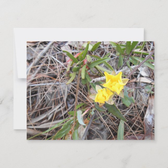 Tarjeta de agradecimiento de Nophis (Anverso)