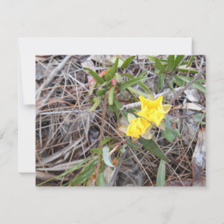 Tarjeta de agradecimiento de Nophis