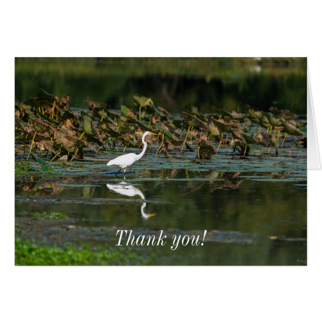 Tarjeta de agradecimiento de reflexión de Egret bl (Anverso (Horizontal))