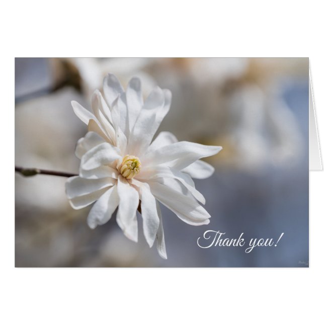 Tarjeta de agradecimiento de Star Magnolia Bloom (Anverso (Horizontal))