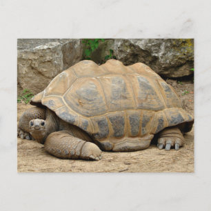Tarjeta de agradecimiento de tortuga sonriente