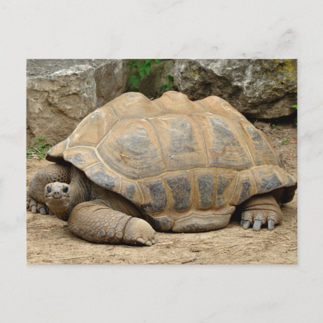 Tarjeta de agradecimiento de tortuga sonriente (Anverso)