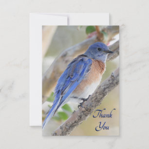Tarjeta de agradecimiento de Western Bluebird