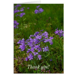 Tarjeta de agradecimiento de Wild Blue Phlox