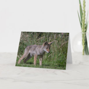 Tarjeta de agradecimiento de Wild Coyote Pup