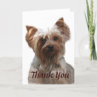 Tarjeta de agradecimiento de Yorkshire Terrier