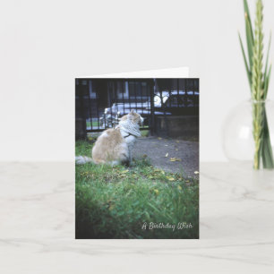 Tarjeta De Agradecimiento Deseo de cumpleaños de Cat