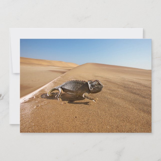 Tarjeta De Agradecimiento Desiertos | Namaqua Chameleon en el desierto (Anverso)