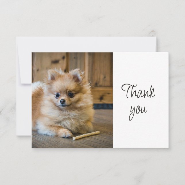 Tarjeta De Agradecimiento Divertido Lindo Pomeranian Chihuahua Perro Gracias (Anverso)