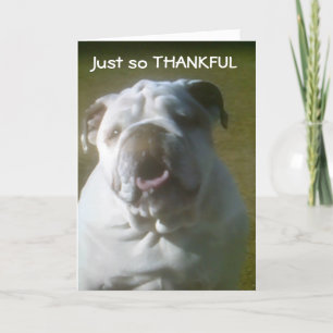TARJETA DE AGRADECIMIENTO DOGONE FELIZ TENGO "TI" PARA UN "AMIGO"