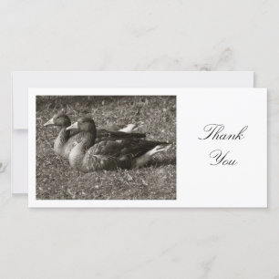 Tarjeta De Agradecimiento Dos Geese de Greylag - Gracias