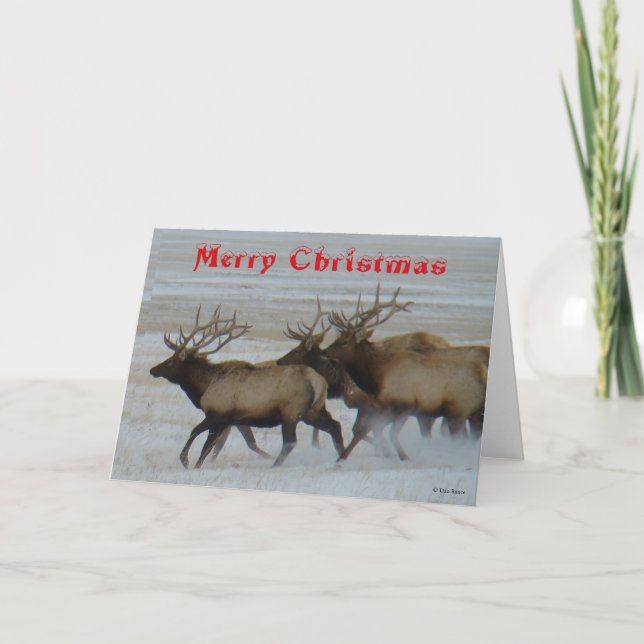 Tarjeta De Agradecimiento E64  Bull Elk Running Christmas Card (Anverso)