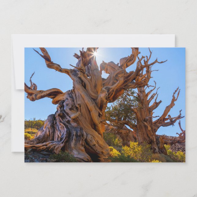 Tarjeta De Agradecimiento El árbol centinela (Anverso)