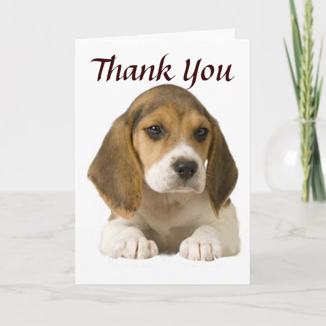 Tarjeta De Agradecimiento El beagle le agradece cardar (Anverso)