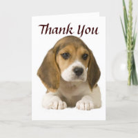 El beagle le agradece cardar