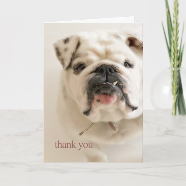 Tarjeta De Agradecimiento El bulldog blanco leal le agradece (Anverso)