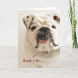 Tarjeta De Agradecimiento El bulldog blanco leal le agradece