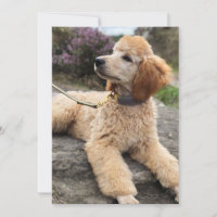 El caniche le agradece cardar