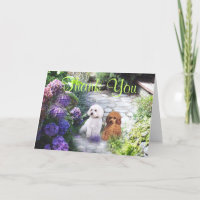 El caniche le agradece cardar Hydrangeas