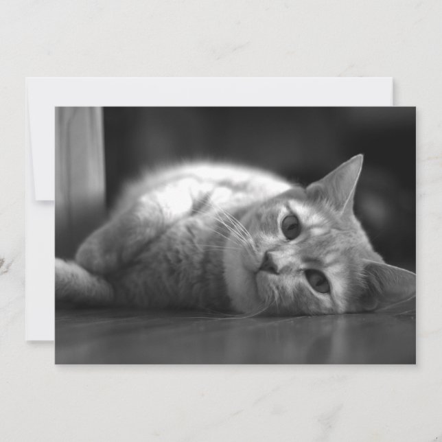 Tarjeta De Agradecimiento El gato más bonito (Anverso)