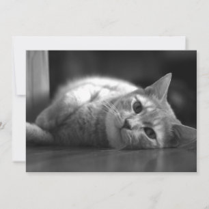 Tarjeta De Agradecimiento El gato más bonito