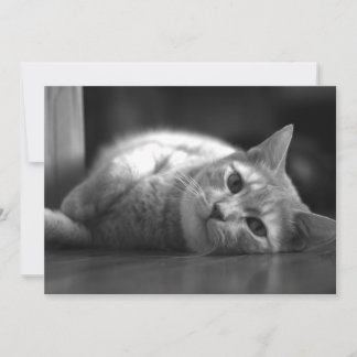 Tarjeta De Agradecimiento El gato más bonito