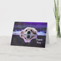 El golden retriever le agradece cardar