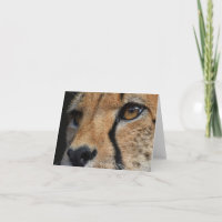 El guepardo le agradece cardar