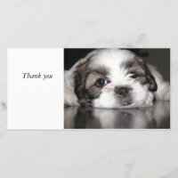 el perrito más lindo nunca, gracias