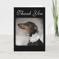 El perro elegante dice gracias