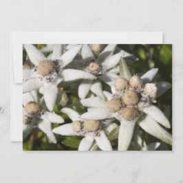 Tarjeta De Agradecimiento El plano de la flor de Edelweiss le agradece