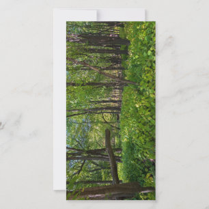 Tarjeta De Agradecimiento en el bosque del fuerte snelling state park