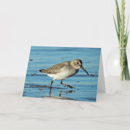 Tarjeta De Agradecimiento Escena de playa - Dunlin