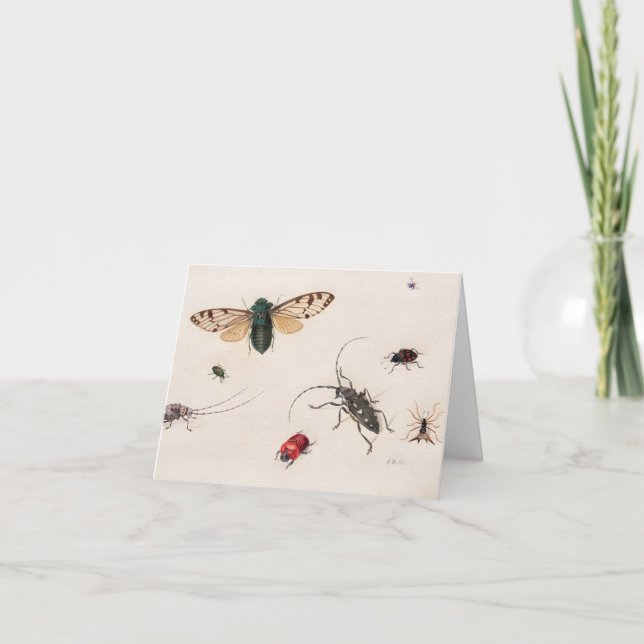 Tarjeta De Agradecimiento Estudios de insectos de Johannes Bronckhorst (Anverso)