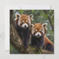 "Exploradores de la cubierta del árbol: Pandas roj