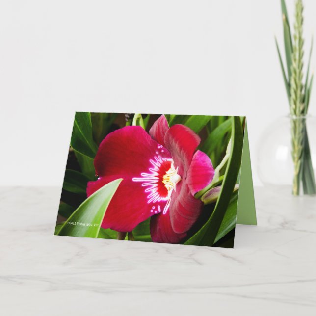 Tarjeta De Agradecimiento Fancy Orchid Red (Anverso)