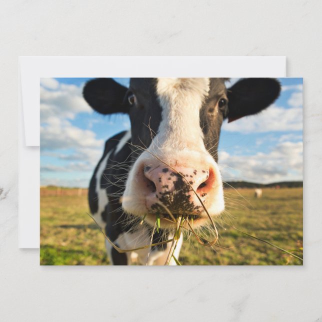 Tarjeta De Agradecimiento Farms | Holstein Cow Chewing (Anverso)
