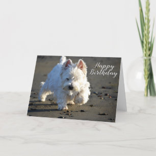 Tarjeta De Agradecimiento Feliz cumpleaños Beachcombing Westie Photo Card
