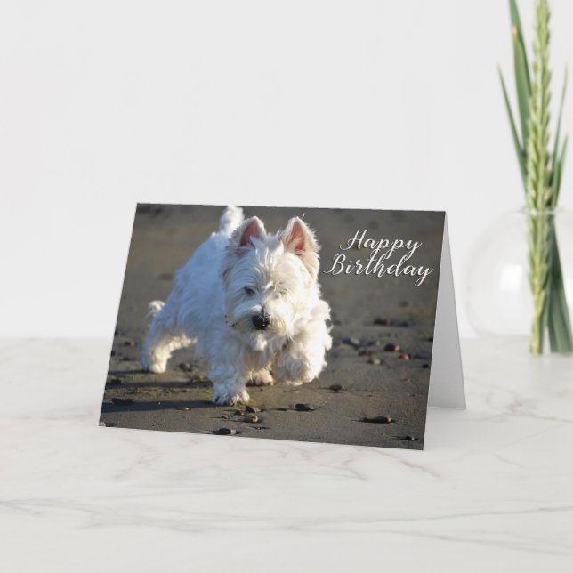 Tarjeta De Agradecimiento Feliz cumpleaños Beachcombing Westie Photo Card (Anverso)