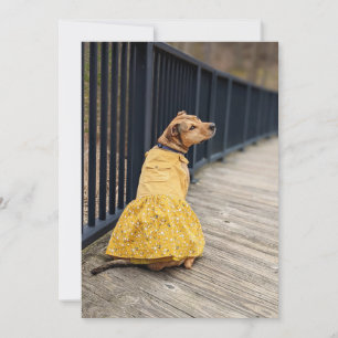 Tarjeta De Agradecimiento Feliz Día de Gotcha Vestido Fancy Photo Dog Card