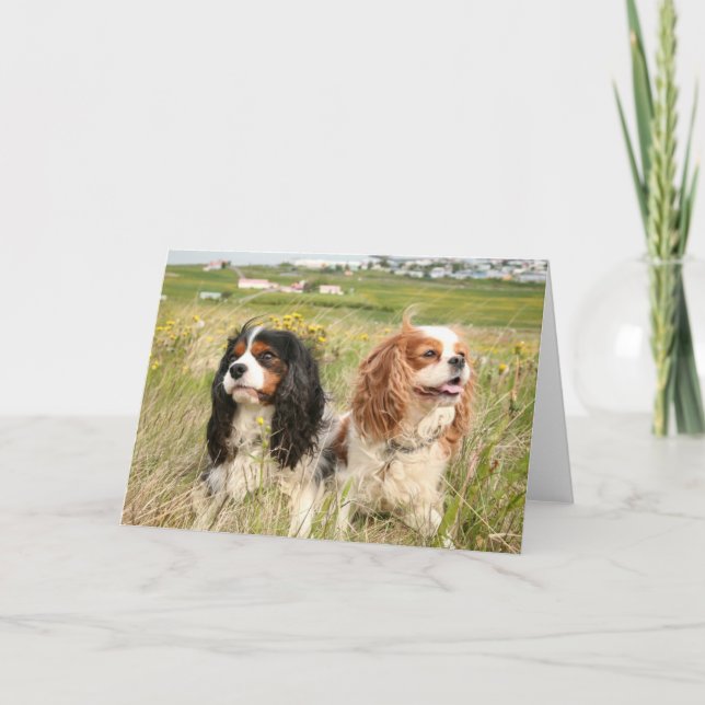 Tarjeta De Agradecimiento Fjalar y Cavaliers del islandés de Mira (Anverso)