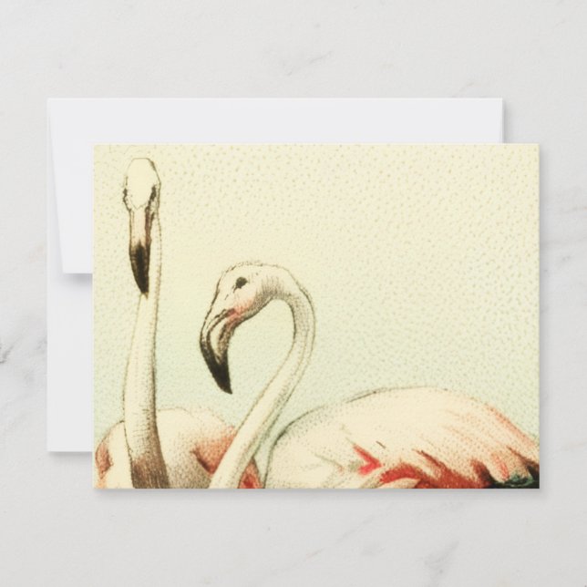 Tarjeta De Agradecimiento Flamenco Vintage (Anverso)