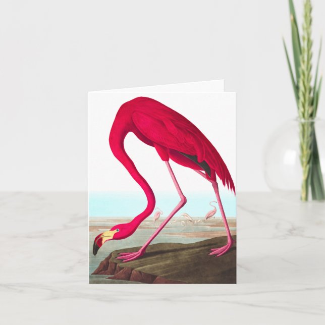 Tarjeta De Agradecimiento Flamingo americano por John James Audubon (Anverso)