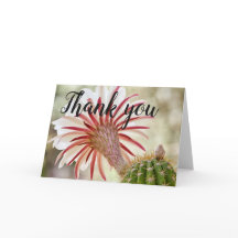 Flor de cactus flor nocturna gracias